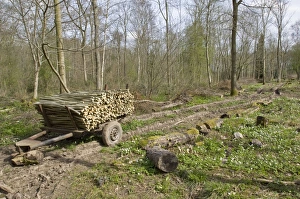 Images Dated 5th April 2009: Newly coppiced area - with coppiced wood on traditional trailer - Garmston Wood - Nottinghamshire