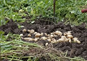 Images Dated 30th July 2010: Newly dug potatoes laying on soil - Cotswolds - UK