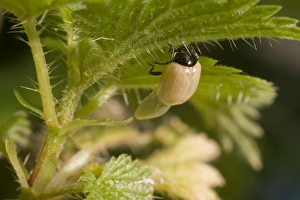 Images Dated 20th June 2009: Newly emerged adult 2 Spot ladybird