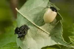 Images Dated 20th June 2009: Newly emerged adult 2 Spot ladybird with pupal case