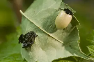 2 Spot Prints: Newly emerged adult 2 Spot ladybird with pupal case. UK