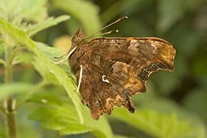 Newly emerged Comma Butterfly
