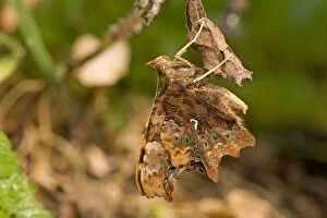 Newly emerged Comma Butterfly on pupal case