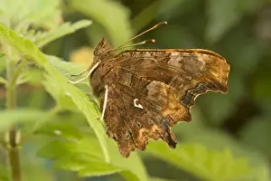 Newly emerged Comma Butterfly. UK