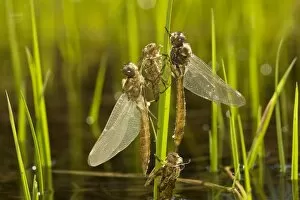 Images Dated 18th July 2008: Newly-emerged dragonflies with nymphal cases (exuviae) in high-altitude lake in Lassen National