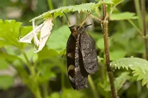 Chrysalis Prints: Newly emerged Peacock Butterfly with pupal case. UK