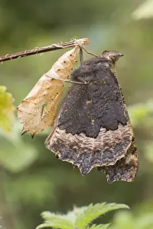 Chrysalis Prints: Newly emerged Small Tortoisehell Butterfly with puplal case. UK