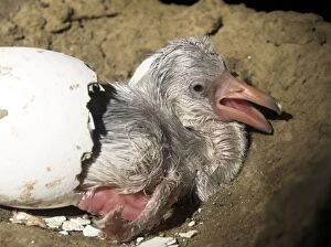 Newly hatched Greater Flamingo chick
