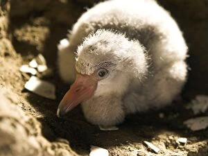 Images Dated 25th April 2007: Newly hatched Greater Flamingo chick