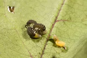Images Dated 6th June 2009: Newly hatched Harelequin Ladybird larvae feeding on unhatched eggs