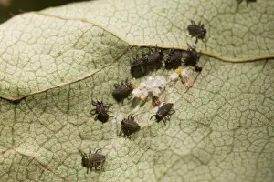 Newly hatched Harlequin Ladybird larvae. UK