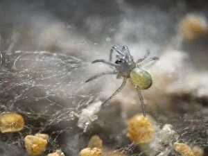 Images Dated 12th March 2013: Newly hatched spiderling with egg cases