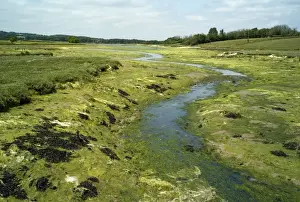 Mudflat Prints: Newtown River estuary - Isle of Wight