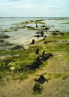 Mudflat Prints: Newtown River estuary
