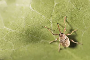 Arthropod Collection: NFP 1176