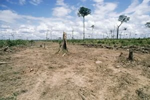 NG-1341 Deforestation - clearing rainforest for cattle ranching