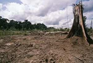 NG-1342 Deforestation - Rainforest cleared for Cattle ranching in Rondonia State