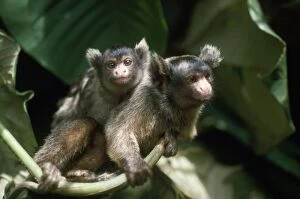NG-893 Maues Tassel-eared Marmoset - female carrying baby on back