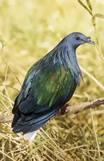 Nicobar Pigeon