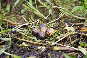 Images Dated 27th April 2006: Nid de Jacana African Jacana Nest Actophilornis africana