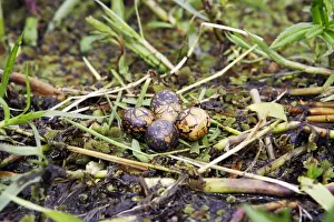 Nid de Jacana African Jacana Nest Actophilornis africana