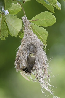 Images Dated 29th April 2006: Nid de Souimanga amethyste + femelle nest of Amethyst Sunbird (Nectarinia amethystina)