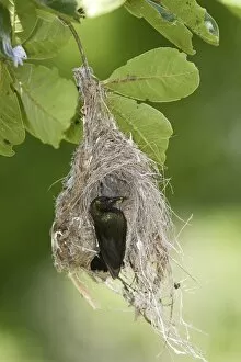 Images Dated 29th April 2006: Nid de Souimanga amethyste + male nest of Amethyst Sunbird (Nectarinia amethystina)