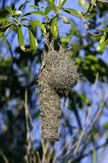 Weavers Prints: Nid de Tisserin a lunettes Spectacled Weavers nest Ploceus ocularis Nid de Tisserin lunettes Spectacled Weavers nest
