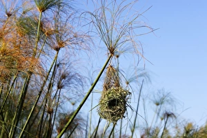 Images Dated 27th April 2006: Nid de tisserin safran dans papyrus Holub's Golden Weaver Ploceus xanthops