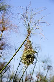 Weavers Prints: Nid de tisserin safran dans papyrus Holub's Golden Weaver Ploceus xanthops