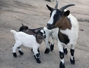 Nigerian Dwarf Goat female with young