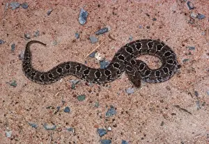 Adder Prints: Night adder - Kenya Africa