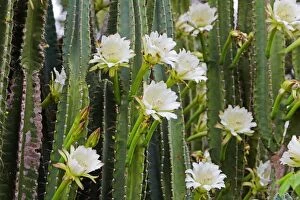 Night Blooming Cactus