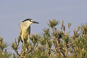 Images Dated 19th April 2007: Night Heron Camargue Bouches du Rhone France