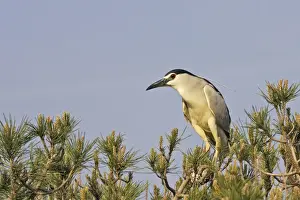 Night Heron Camargue Bouches du Rhone France