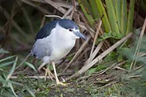 Migrant Prints: Night Heron - Cornwall - UK