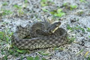 Night / Malagasy cat-eyed snake