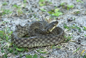 Images Dated 16th October 2006: Night / Malagasy cat-eyed snake. North west Madagascar