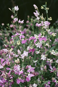 Images Dated 22nd June 2006: Night-scented Stock