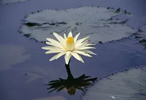 Waterlily Prints: Night Water-lily Okavango, Africa