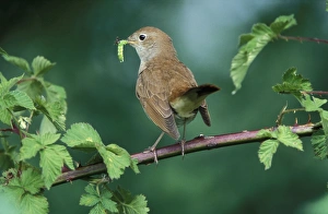 Nightingale - Adult with food in mouth for the juveniles