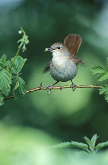 Nightingale - Adult with food in mouth for the juveniles