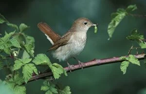 Images Dated 31st January 2006: Nightingale - Adult with food in mouth for the juveniles