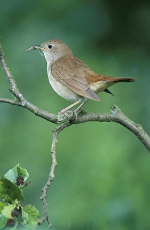 Images Dated 31st January 2006: Nightingale - Adult with food in mouth for the juveniles