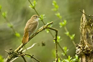 Nightingale - On branch