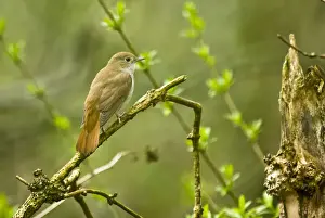 Nightingales Prints: Nightingale - On branch - Lincoln - Lincolnshire - England