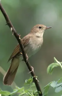 Nightingales Prints: Nightingale - Male perched on branch