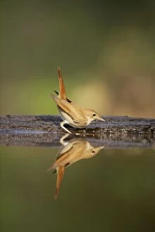 Images Dated 20th November 2008: Nightingale - Reflection in forest pool