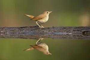 Nightingales Prints: Nightingale - Reflection in forest pool Luscinia megarhynchos Hungary BI016177