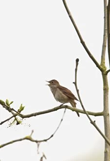 Images Dated 18th April 2011: Nightingale - singing